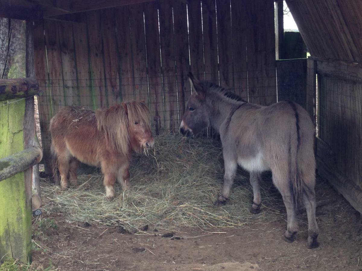 Saint-Sauveur-de-Carrouges Haras De La Croix D'Argent B&B 외부 사진